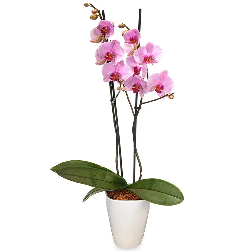 Orchidee