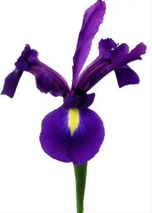 Iris Hongkong