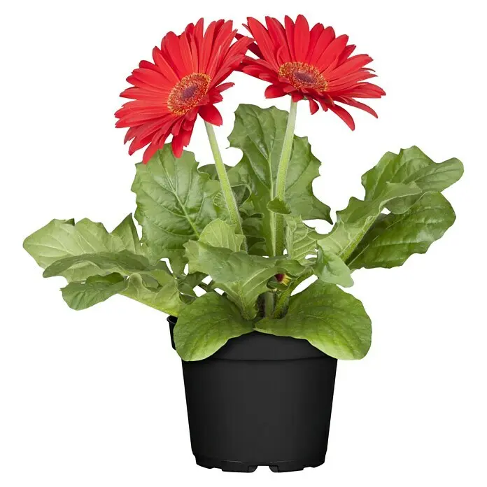 Gerbera