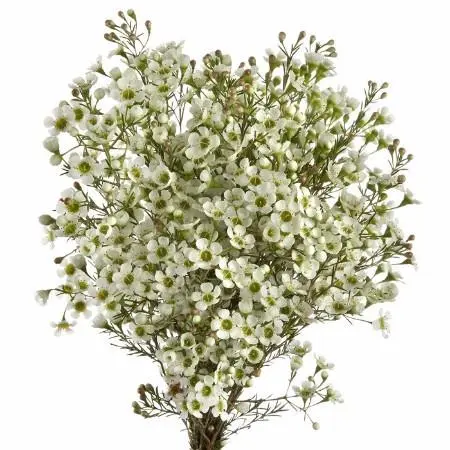 Waxflower