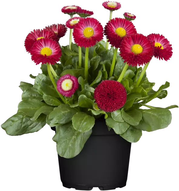 Bellis, rot