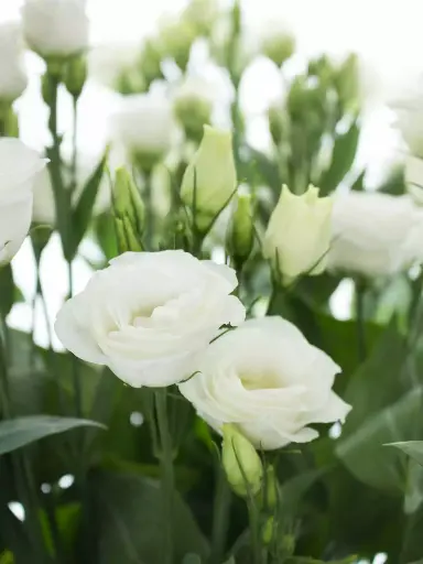 [20119] Lisianthus, weiß