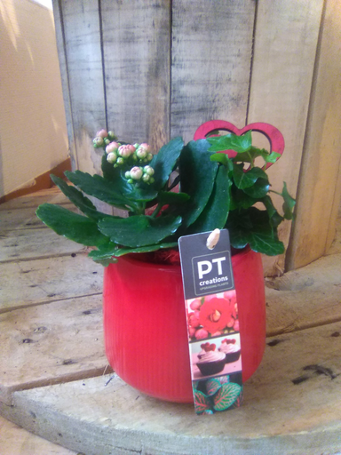 [90151] Valentins-Kalanchoe